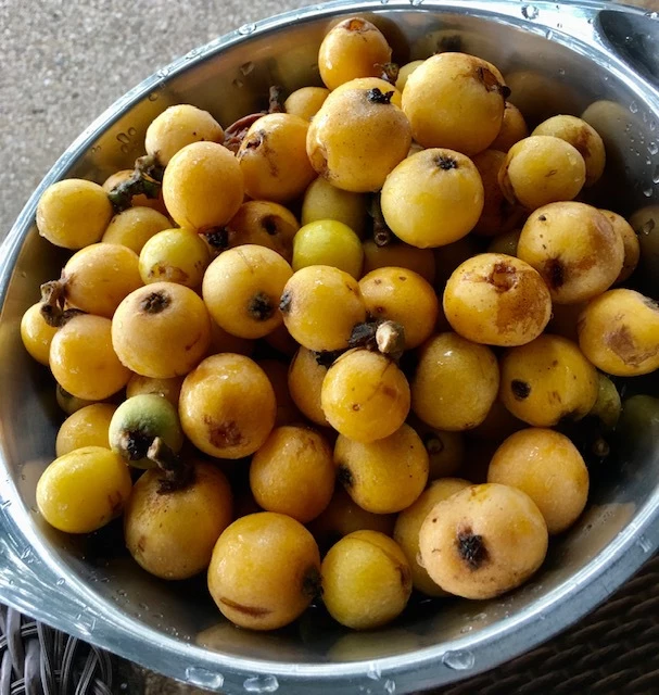 Medlar Preserve