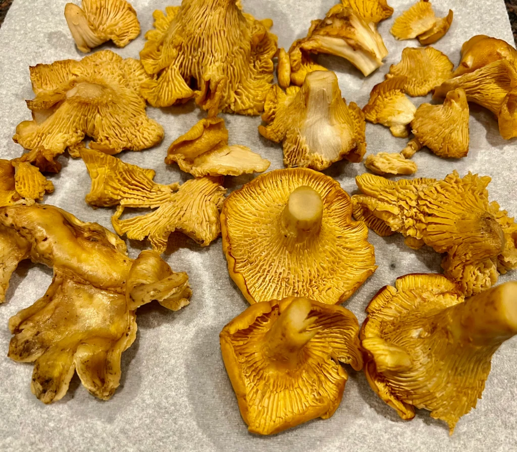 Easy Chanterelle Mushrooms Recipe preparation